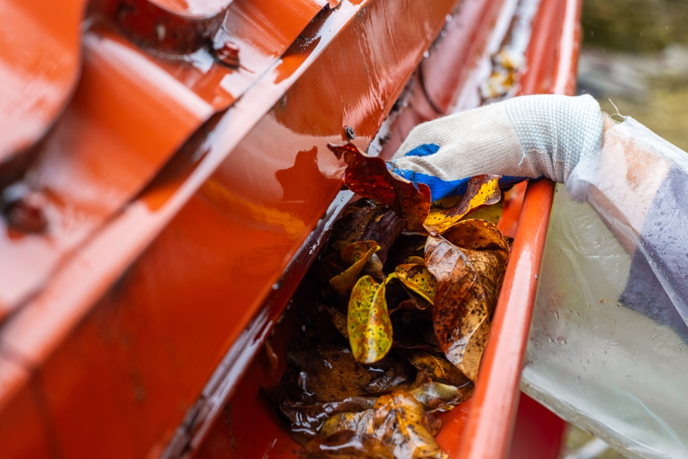 A man pulls a large pile of wet autumn leaves from a clogged gutter during a rainstorm. Gutter cleaning.